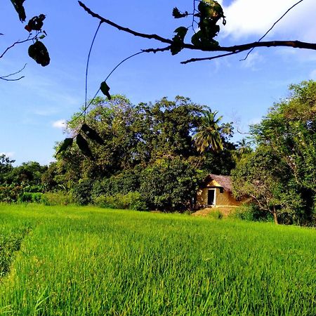Raintree Dambulla Exterior foto