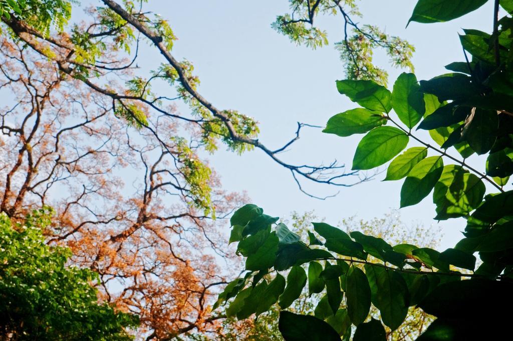 Raintree Dambulla Exterior foto