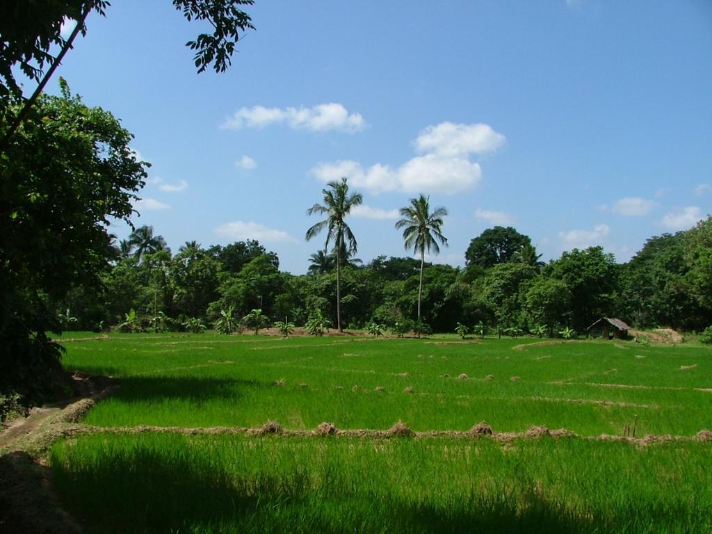 Raintree Dambulla Exterior foto