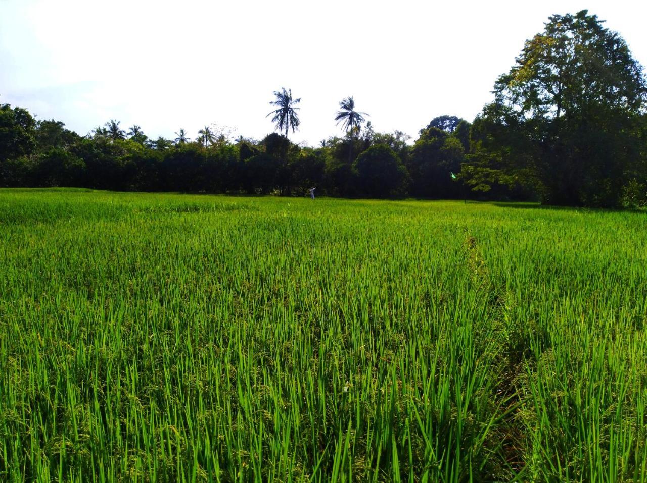 Raintree Dambulla Exterior foto